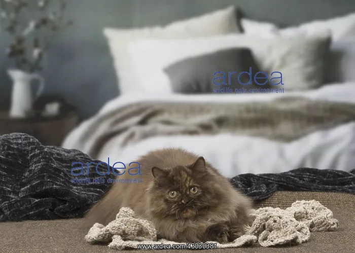  : Minuet cat indoors