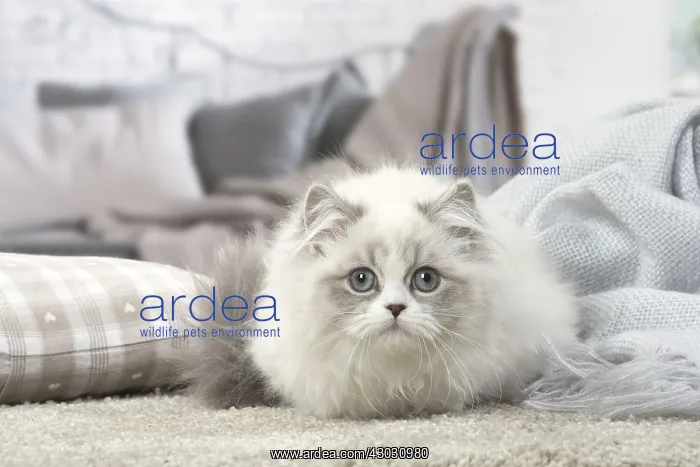  : Minuet Cat indoors