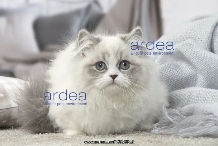  : Minuet Cat indoors