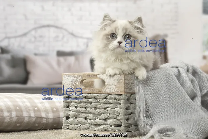  : Minuet Cat indoors