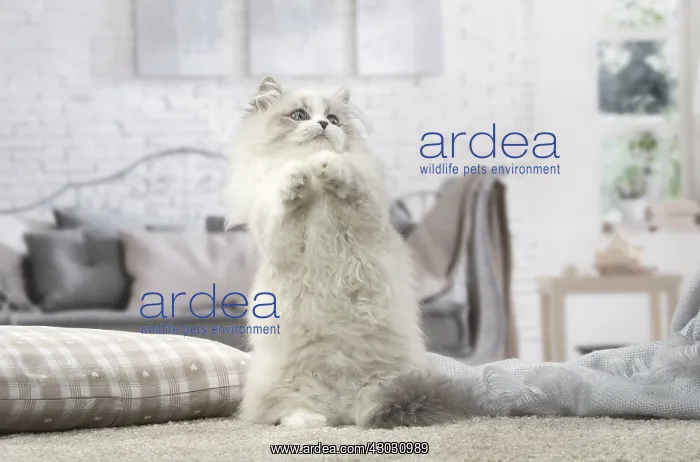  : Minuet Cat indoors