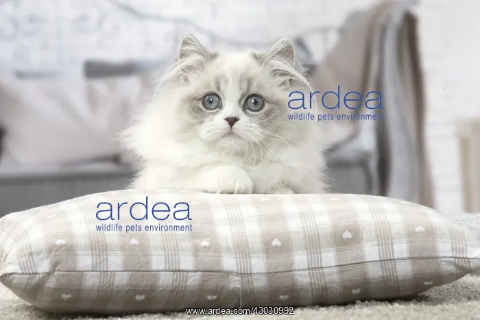  : Minuet Cat indoors