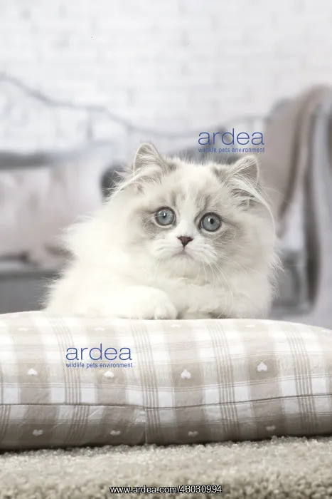  : Minuet Cat indoors