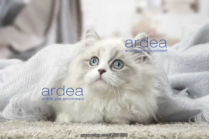  : Minuet Cat indoors