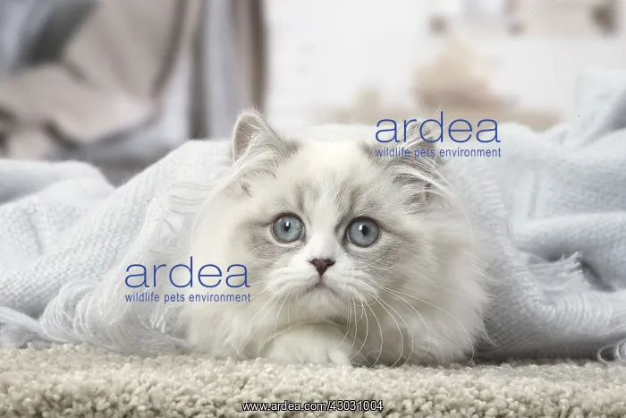  : Minuet Cat indoors