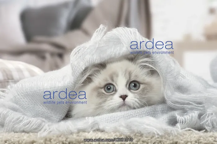  : Minuet Cat indoors