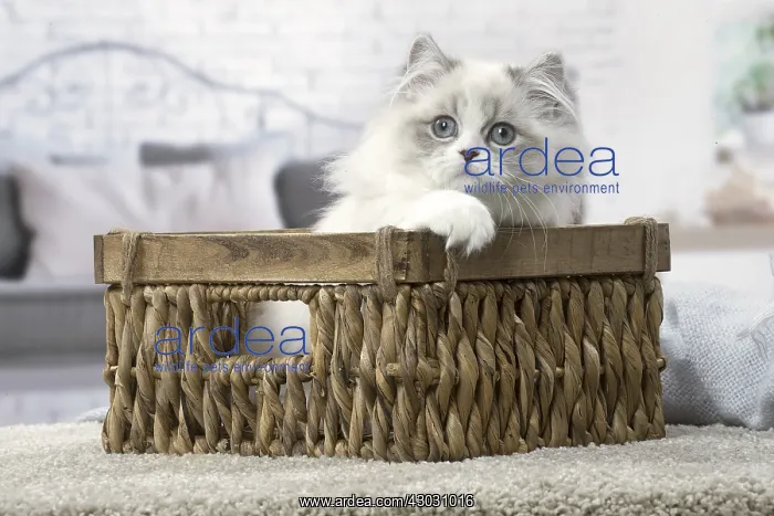  : Minuet Cat indoors