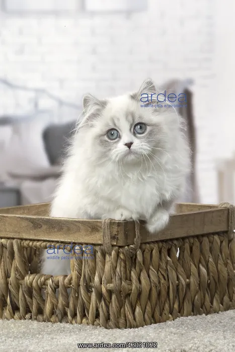  : Minuet Cat indoors