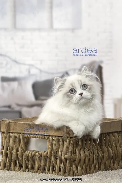  : Minuet Cat indoors