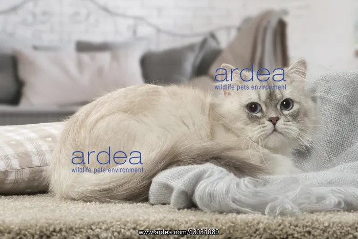  : Minuet Cat indoors