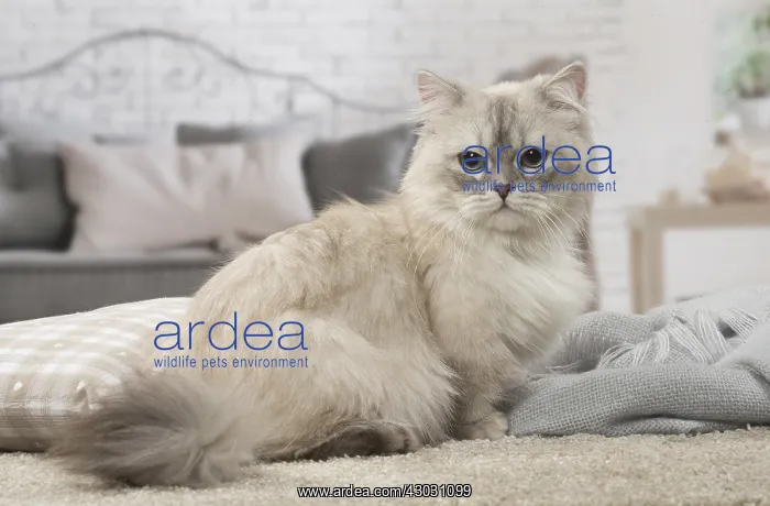  : Minuet Cat indoors