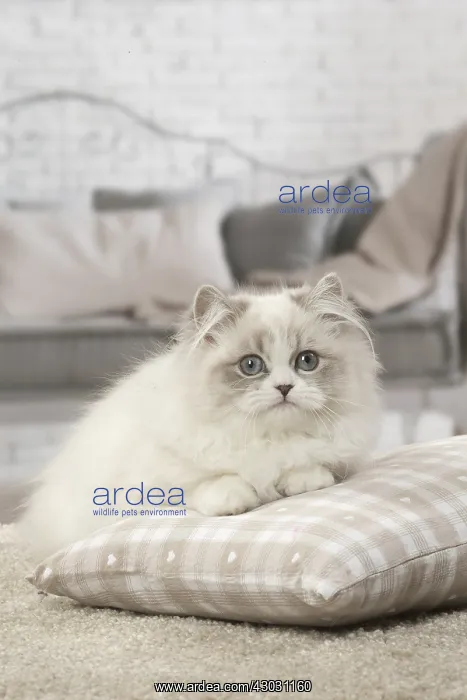 : Minuet Cat indoors