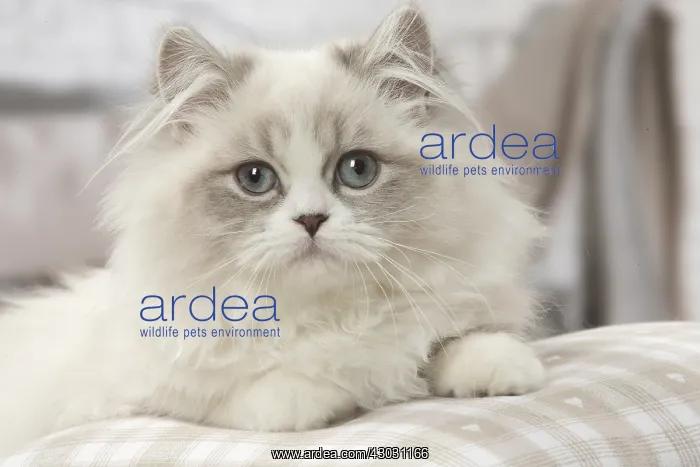  : Minuet Cat indoors