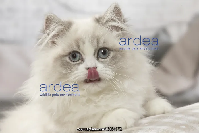  : Minuet Cat indoors