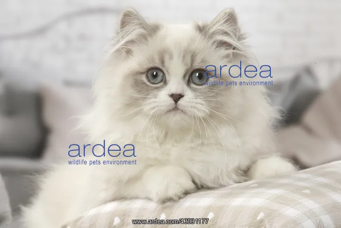  : Minuet Cat indoors
