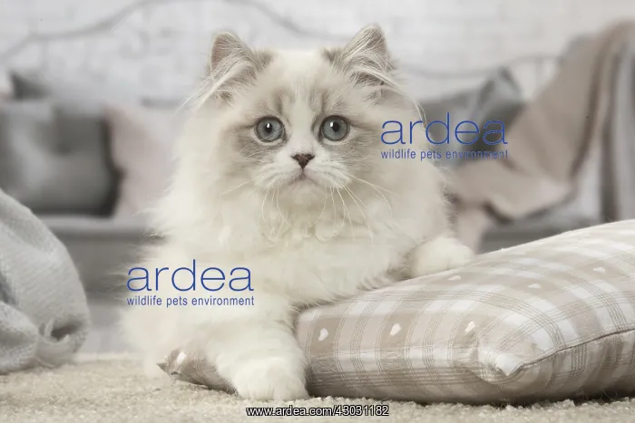  : Minuet Cat indoors