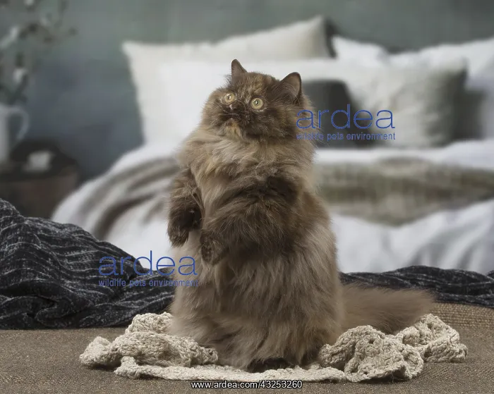  : Minuet cat indoors