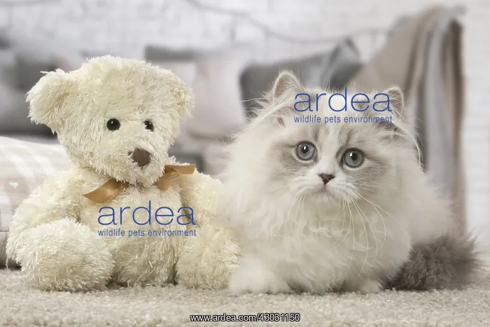  : Minuet Cat indoors with teddy bear