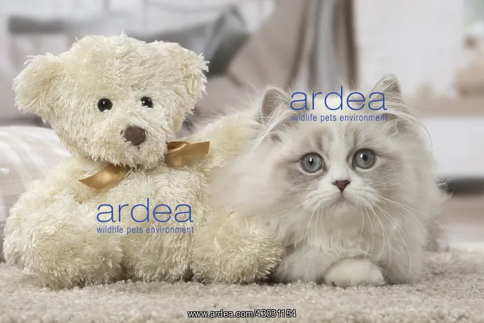  : Minuet Cat indoors with teddy bear