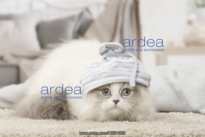  : Minuet Cat indoors wearing hat