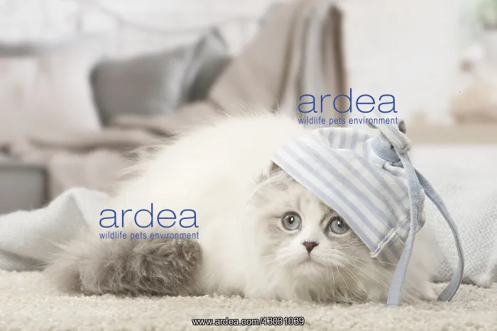  : Minuet Cat indoors wearing hat