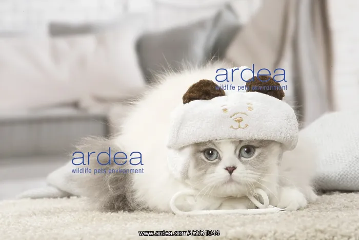  : Minuet Cat indoors wearing hat