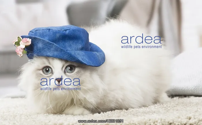  : Minuet Cat indoors wearing hat