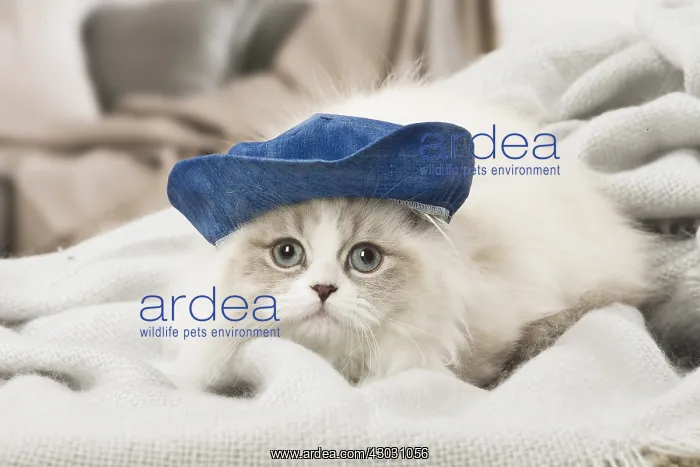  : Minuet Cat indoors wearing hat