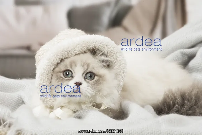 : Minuet Cat indoors wearing hat