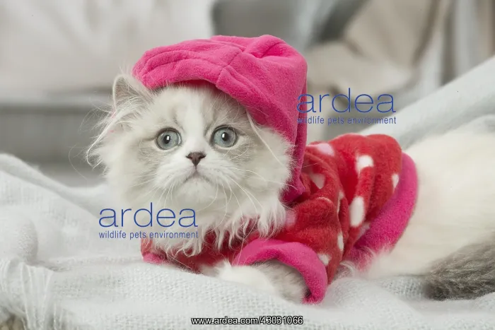  : Minuet Cat indoors wearing hat