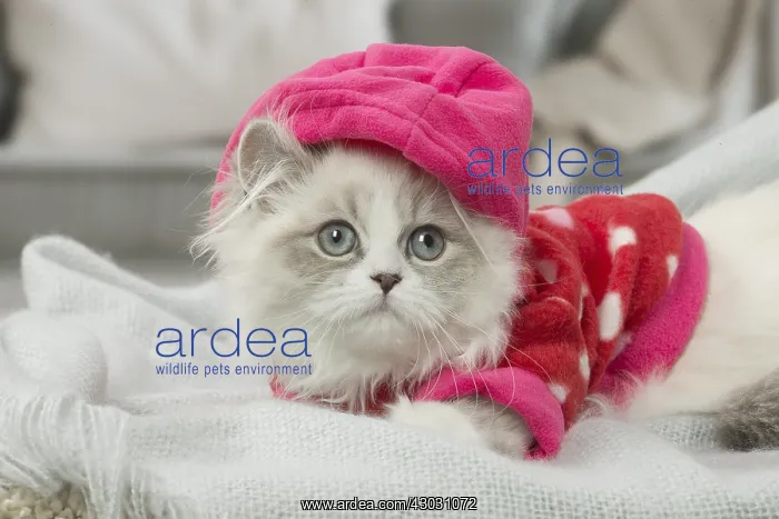  : Minuet Cat indoors wearing hat