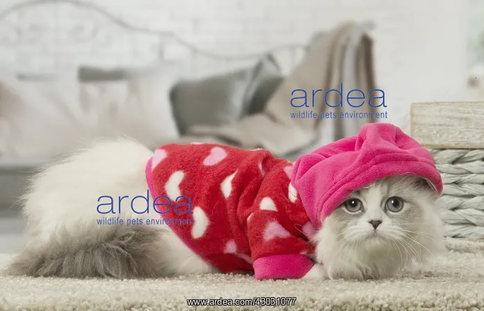 : Minuet Cat indoors wearing hat