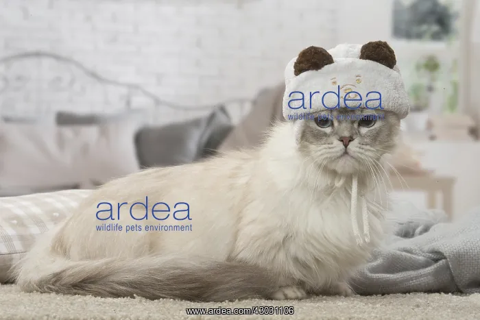  : Minuet Cat indoors wearing hat