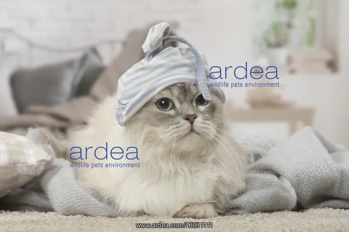  : Minuet Cat indoors wearing hat
