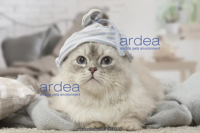  : Minuet Cat indoors wearing hat