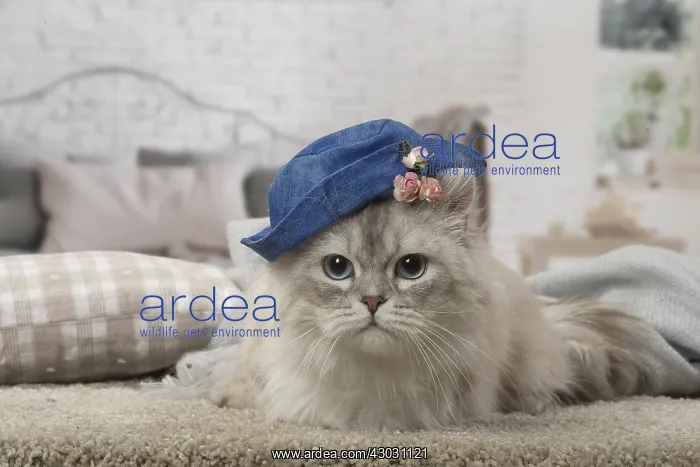  : Minuet Cat indoors wearing hat