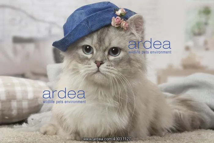  : Minuet Cat indoors wearing hat