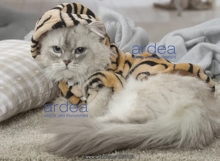  : Minuet Cat indoors wearing hat