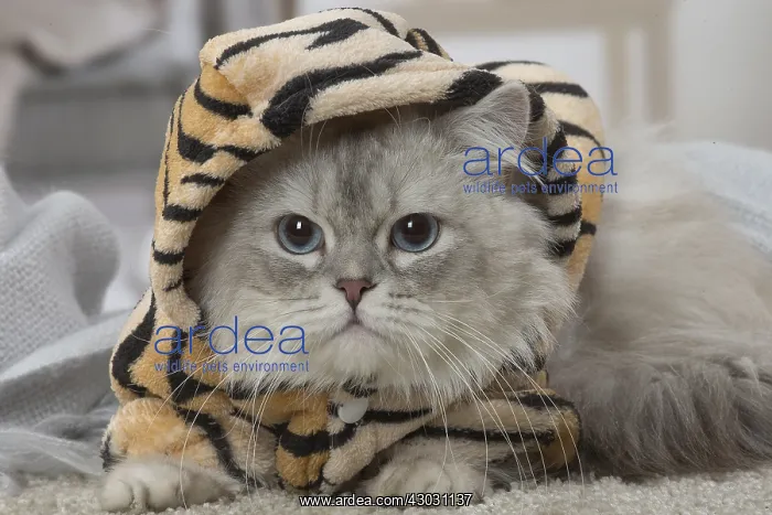  : Minuet Cat indoors wearing hat