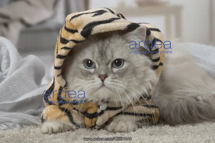  : Minuet Cat indoors wearing hat
