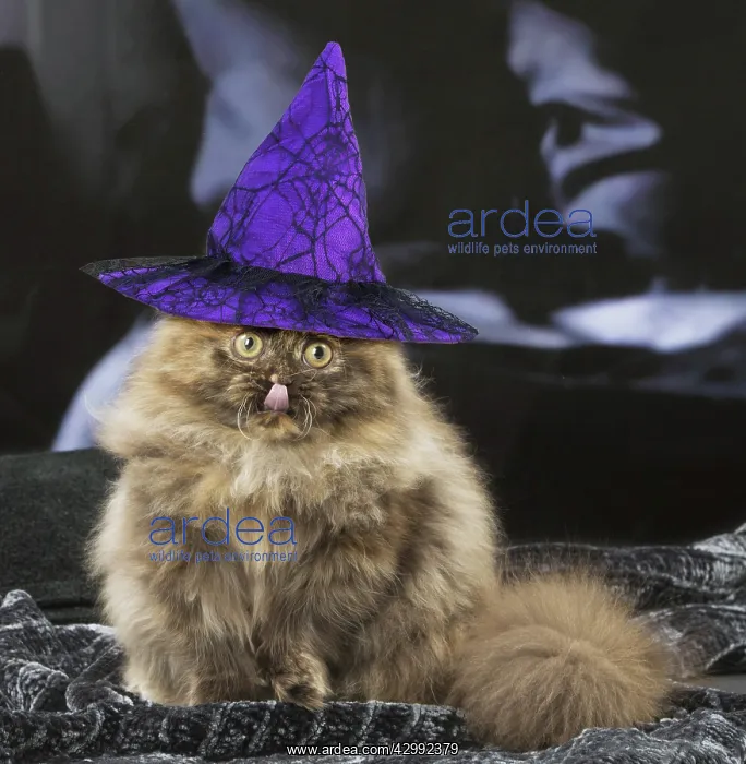 : Minuet cat indoors with witches hat : Minuet cat indoors with witches hat