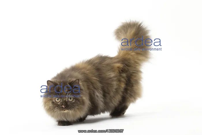  : Minuet cat in the studio