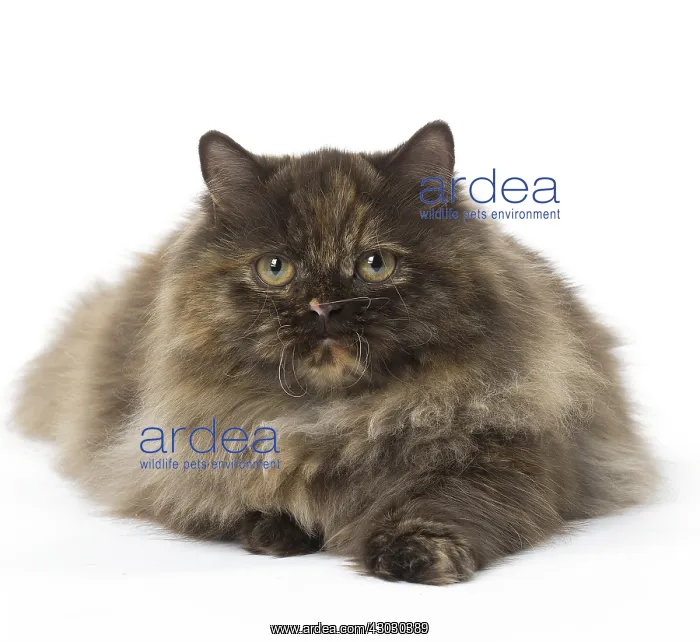  : Minuet cat in the studio