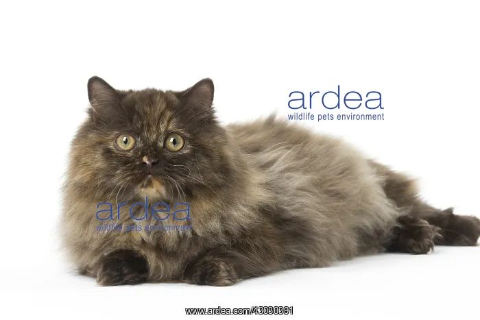  : Minuet cat in the studio
