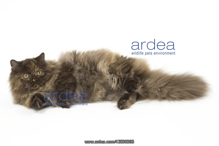  : Minuet cat in the studio