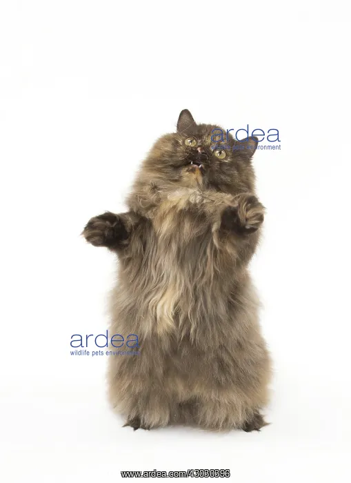  : Minuet cat in the studio
