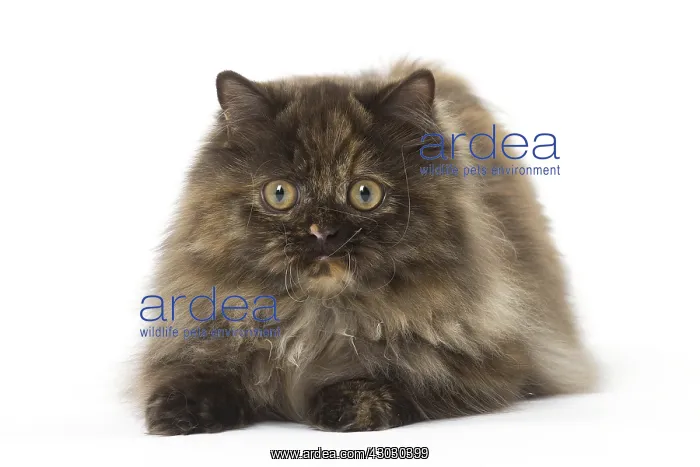  : Minuet cat in the studio