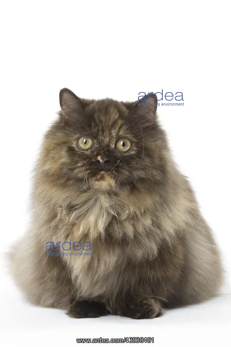  : Minuet cat in the studio