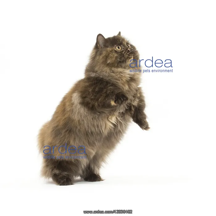  : Minuet cat in the studio