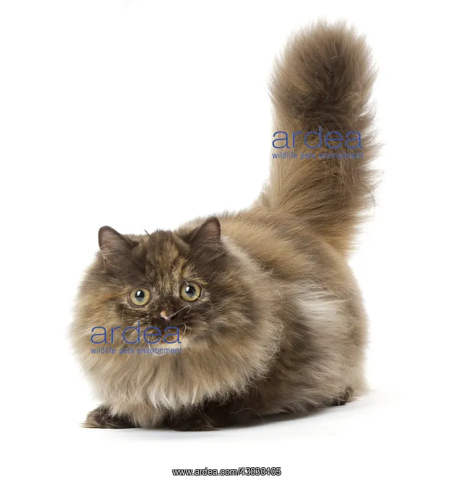  : Minuet cat in the studio